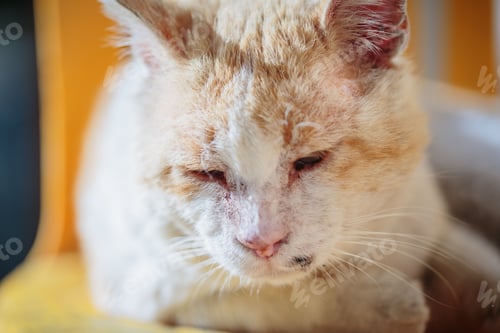 Preview: Red stray cat sleeps on a chair outdoors