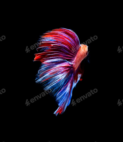 Preview: Betta fish, siamese fighting fish, betta splendens isolated on black background