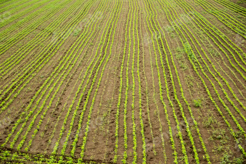 Preview: Green ripening soybean field, agricultural landscape