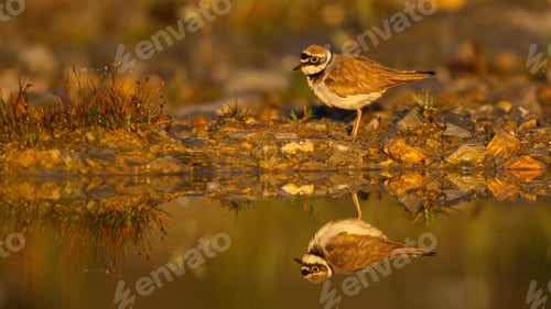 Preview: Little ringed plover standing on riverbank at sunset