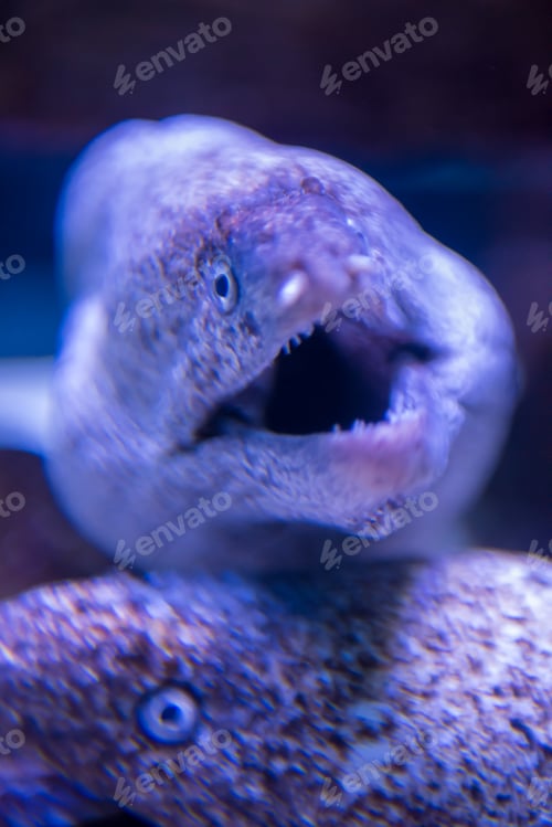 Preview: fish swimming in aquarium