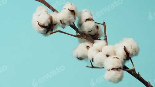 Preview: Cotton branch. Real delicate soft and gentle natural white cotton balls flower