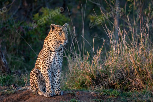 Preview: A female leopard, Panthera paruds, sitting.