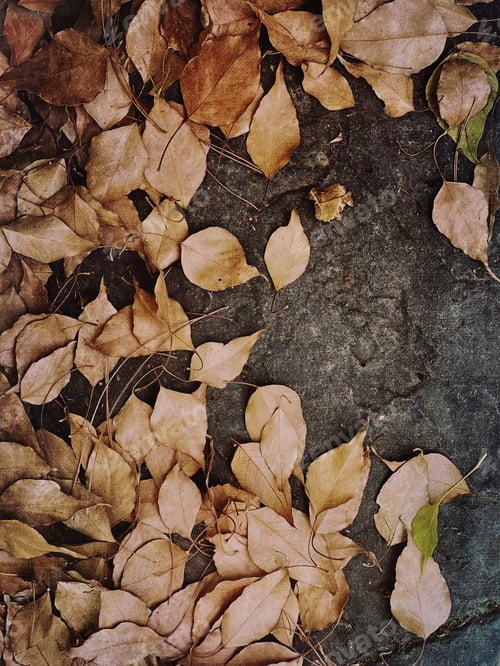 Preview: Brown neutral leaves on ground for a natural background