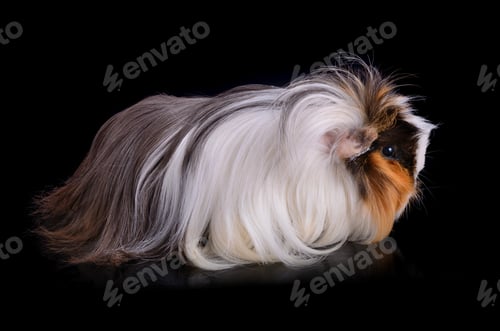 Preview: Guinea pig