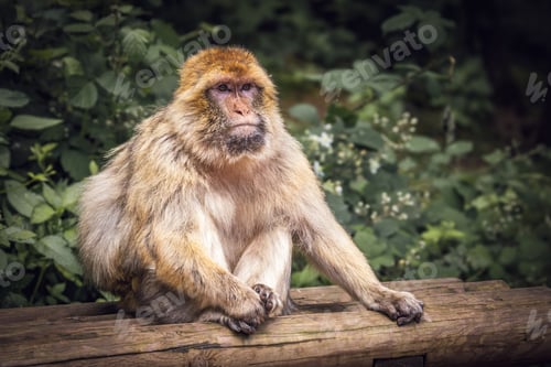 Preview: Barbary macaque sitting on a wooden bench