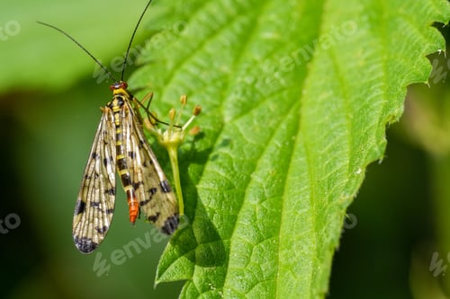 Preview: Closeup shot of a common scorpionfly perched on a green leaf on a sunny day