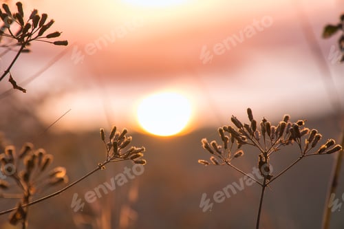 Preview: Selective shot of dry flowers at sunset