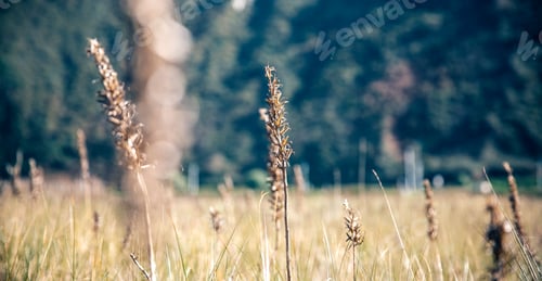 Preview: Spikes in a meadow over nature background