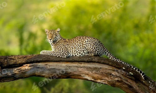 Preview: Leopard in the serengeti national reserve