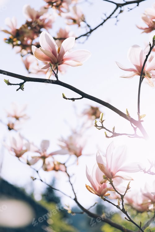 Preview: Pink magnolia branches in bloom. Tulip tree flower blossom in spring.
