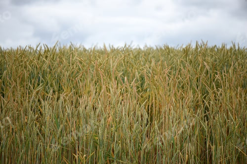 Preview: Close up view on Wheat field in countryside early in the morning