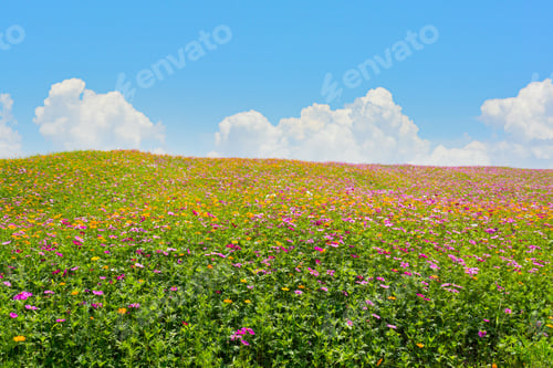 Preview: Cosmos flower field. Cosmos flower blossom in garden.
