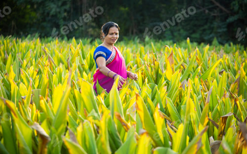 Preview: A beautiful woman in saree at sunset on a turmeric field.