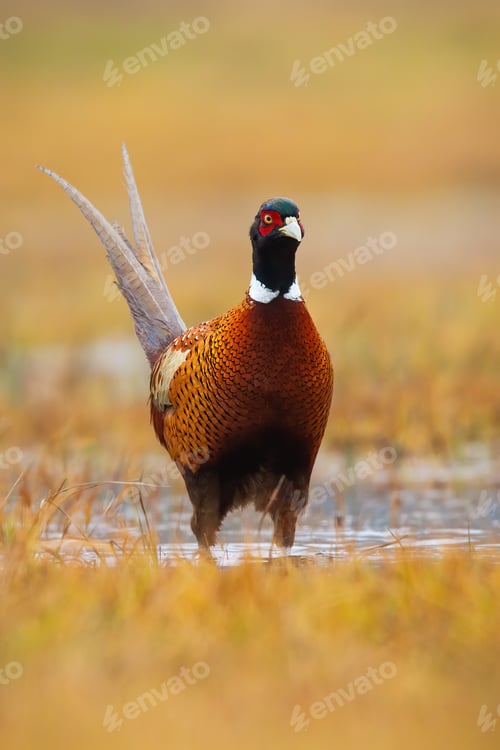 Preview: Common pheasant standing on wetland in autumn nature