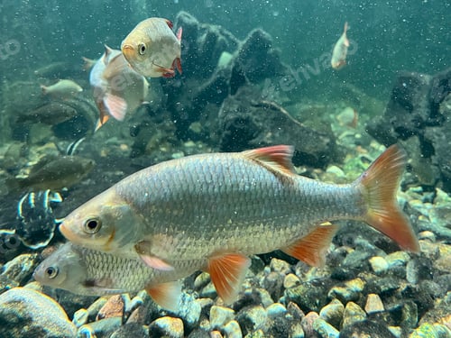 Preview: Fishes, under water