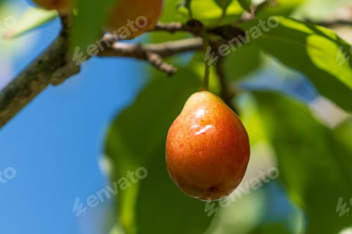 Preview: dogwood berry on a branch