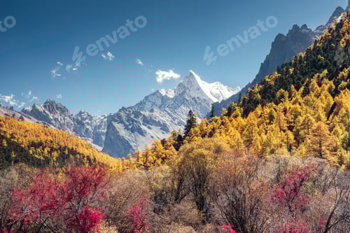 Preview: The Last Shangri-La with Chana Dorje mountain in autumn pine forest