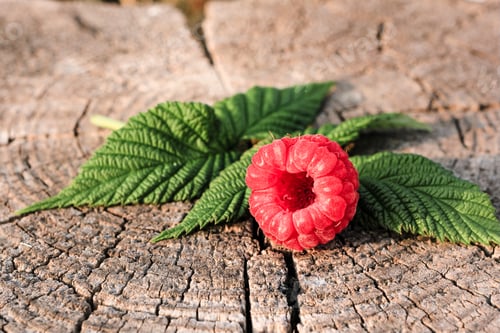 Preview: Single raspberry on natural wooden background outdoor. New fresh harvest. Organic food. Berry. N