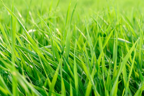 Preview: Field of fresh green grass texture as a background