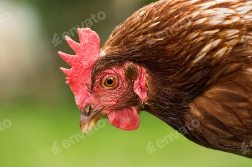 Preview: Close up of a cockerel outside on the farm