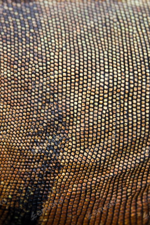 Preview: Colorful natural skin of iguana background texture