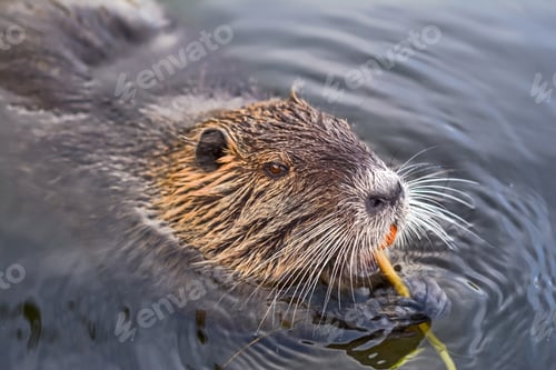 Preview: eurasian beaver