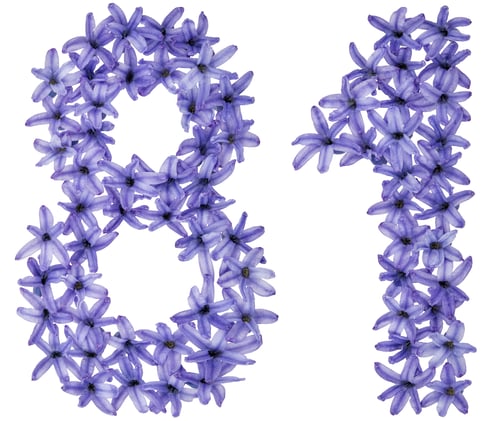 Preview: Numeral 81, eighty one, from natural flowers of hyacinth, isolated on white background