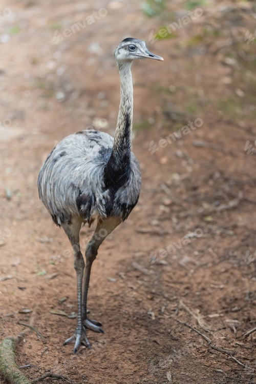 Preview: Greater Rhea (Rhea americana) - South american flightless bird