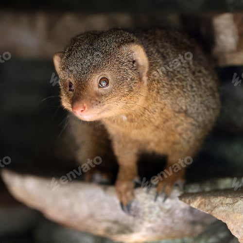 Preview: Mongoose (Helogale parvula) close up view