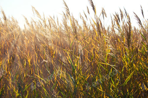 Preview: Dry stalks of reeds at the pond sway in the wind on an autumn day, Ukraine