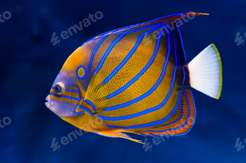 Preview: Bluering angelfish