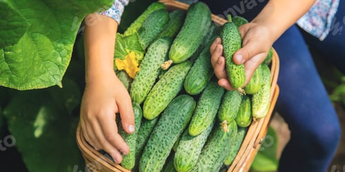 Preview: homemade cucumber cultivation and harvest in the hands of a child. selective focus.