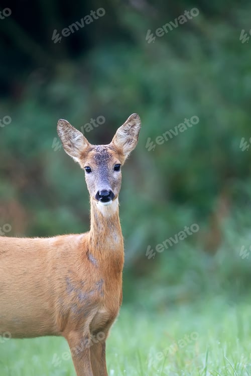 Preview: Roe deer in a clearing, a portrait