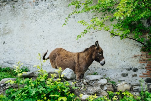 Preview: Brown donkey standing at wall