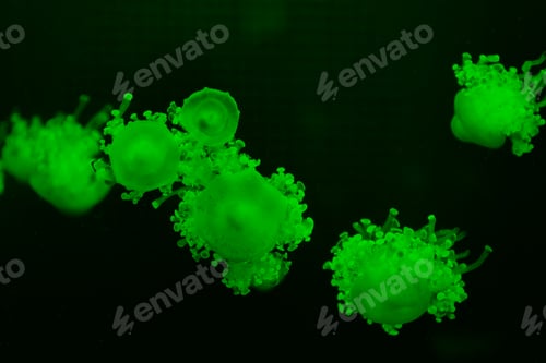 Preview: Cassiopea jellyfishes in green neon light on dark background