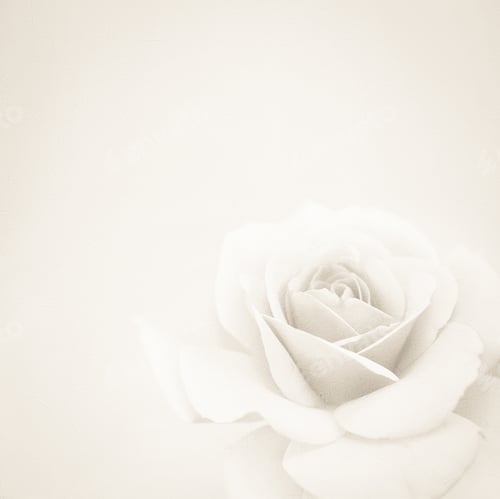 Preview: Vintage Color Rose In Soft And Blur Style On Mulberry Paper Texture For Romantic Background