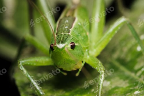 Vorschau: Der grüne Käfer wurde fotografiert, wie er auf einem grünen Blatt sitzt