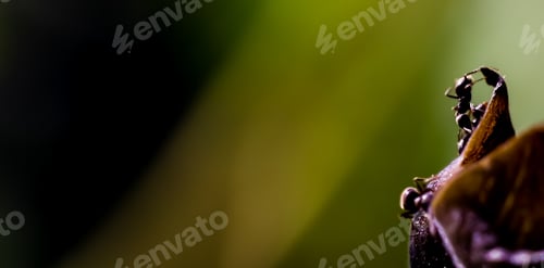 Preview: Closeup shot of ants on a plant with a blurred background