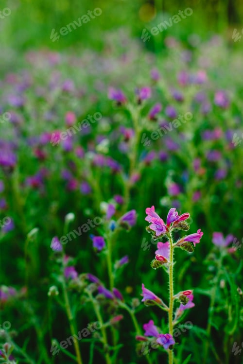 Preview: Field of beautiful and delicate blue and lilac flowers in spring