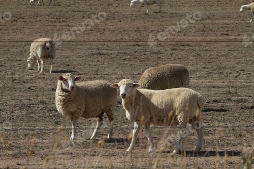 Preview: Sheep stand in a sunlit outback farm, surrounded by expansive, rugged terrain