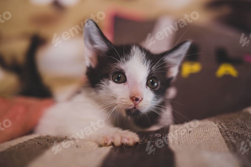 Vorschau: Nahaufnahme einer süßen jungen Katze auf einer mit Tieren bedruckten Bettdecke