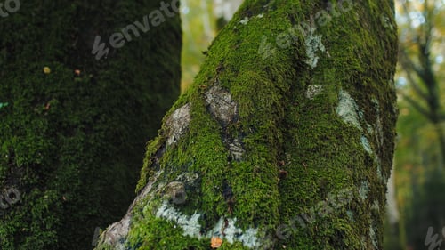 Preview: Tree Trunk In Autumn season