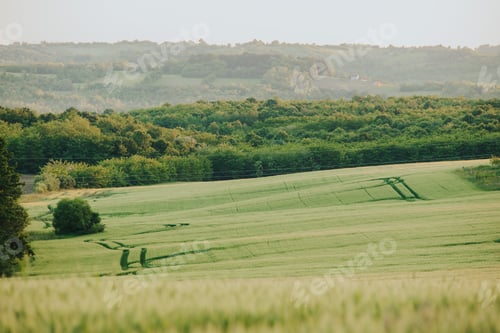 Preview: Beautiful forest against the green field at sunset