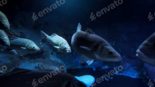 Preview: School of big fishes swimming slowly on dark sea bottom. Abstract underwater background or backdrop.