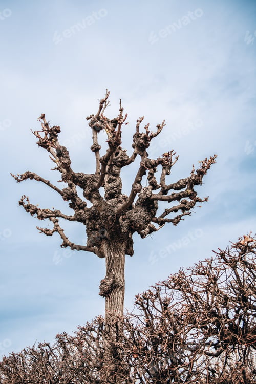 Preview: Single tree trunk with bare crown without foliage in winter against cloudy gloomy sky