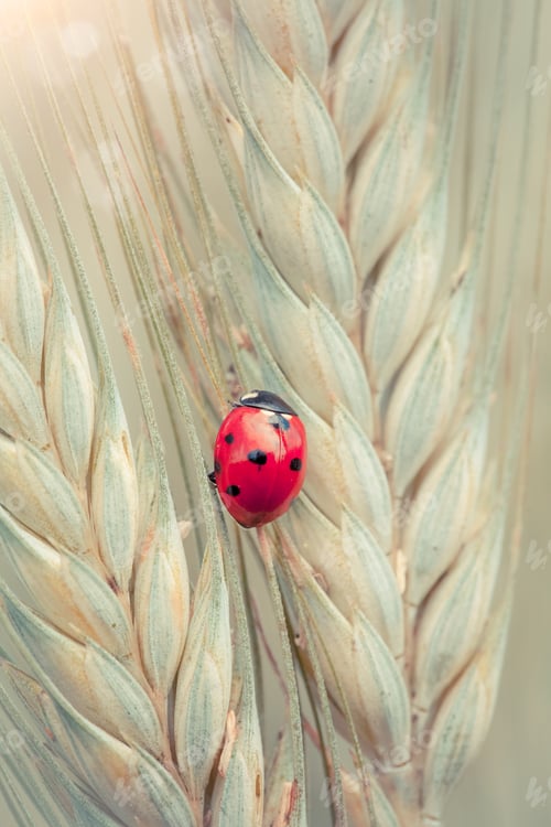 Preview: Ladybug on a spike