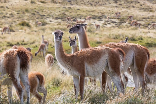 Preview: Guanaco