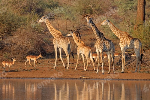 Preview: Giraffes at a waterhole - Kruger National Park