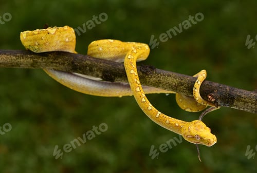 Preview: The green tree python, Morelia viridis